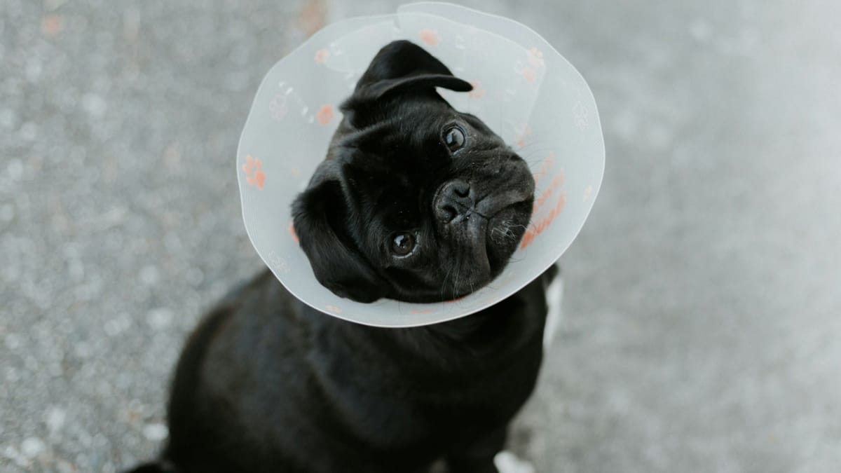 How to save for vet bills before an emergency