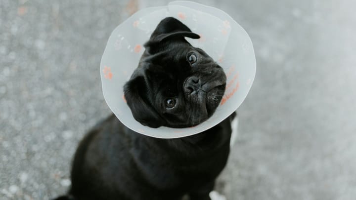 How to save for vet bills before an emergency